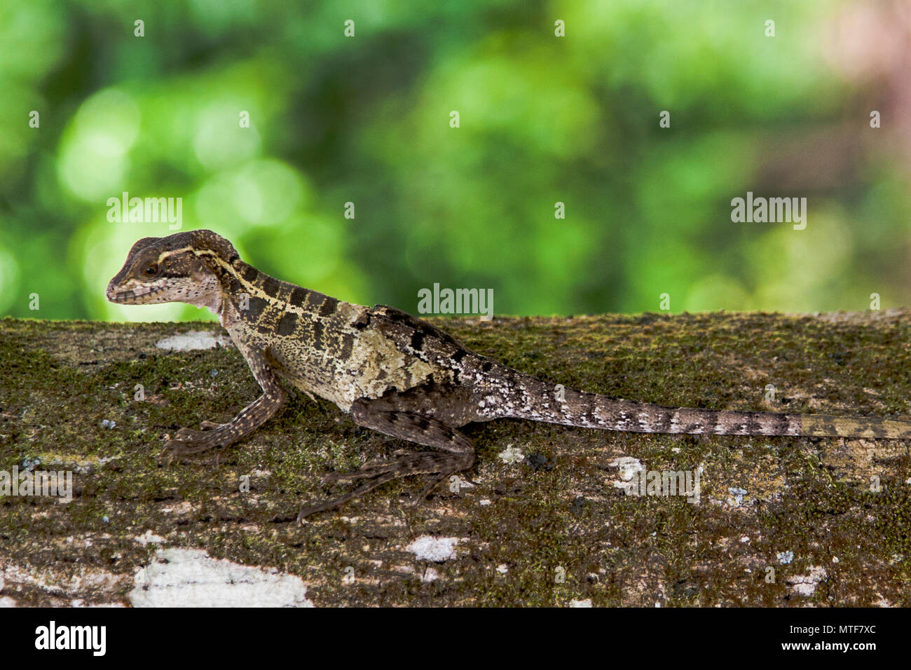 Lizard in Costa Rica Stock Photo