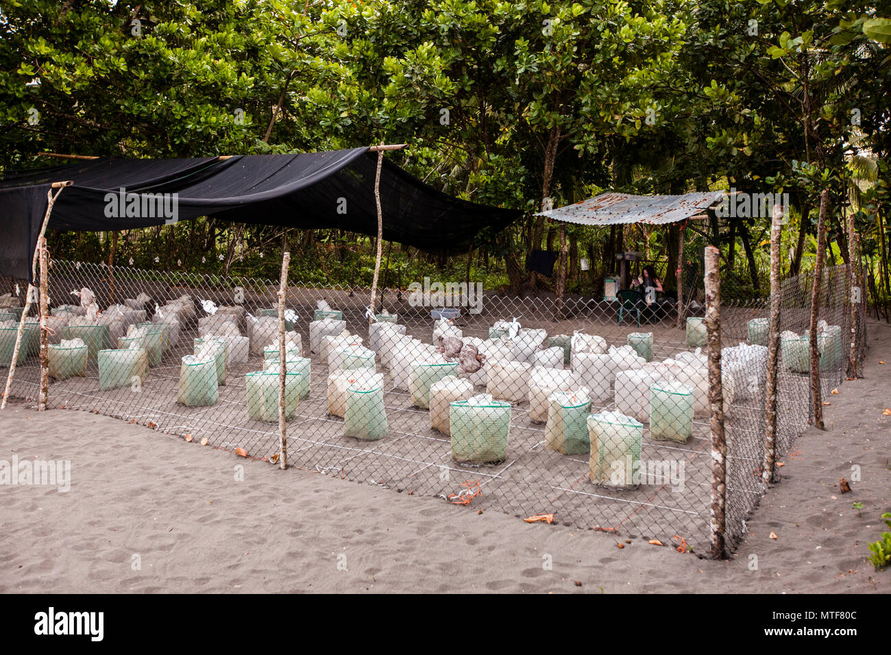Hatchery of Biosphere Citizen Scientist Project Camp to save Sea Turtles in Reventazón, Costa Rica Stock Photo