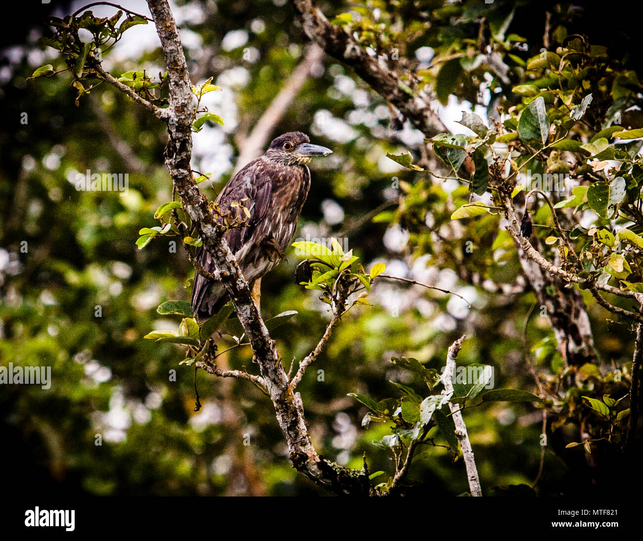 Bird in Costa Rica Stock Photo