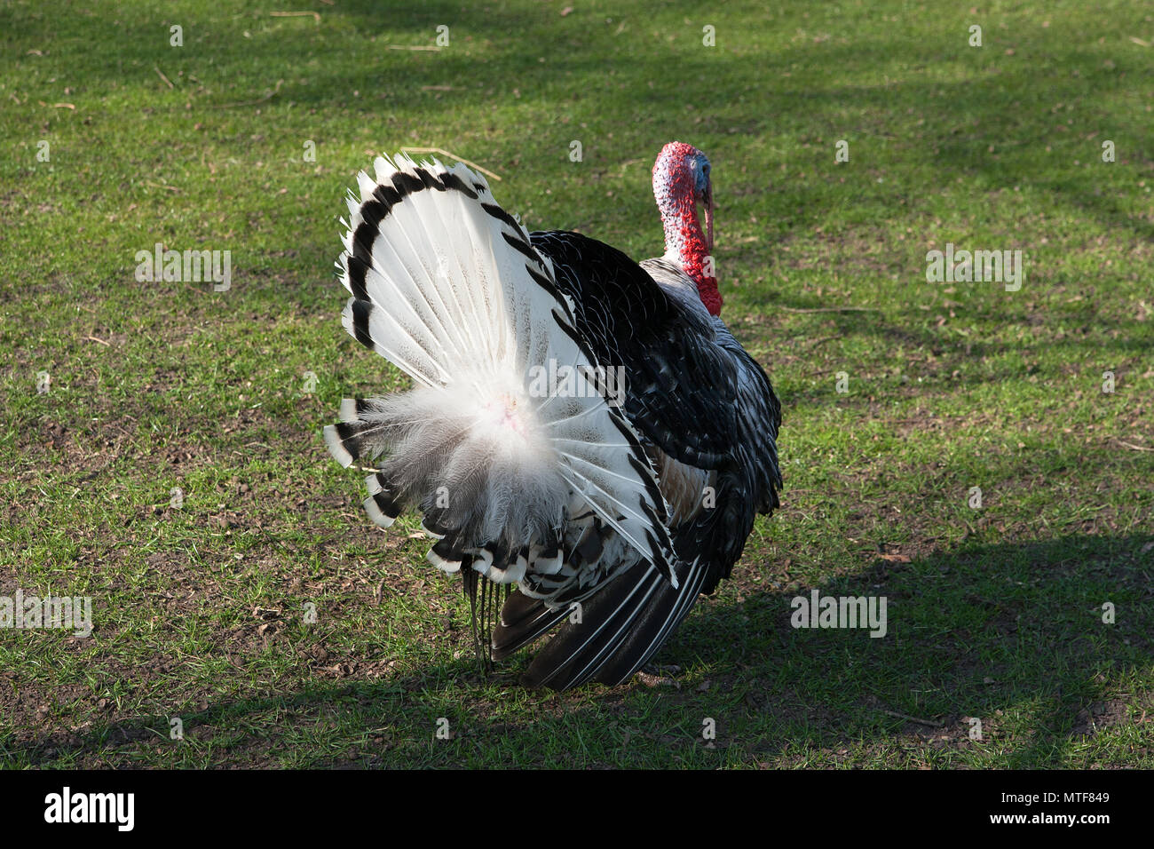 Male turkey displaying Stock Photo Alamy