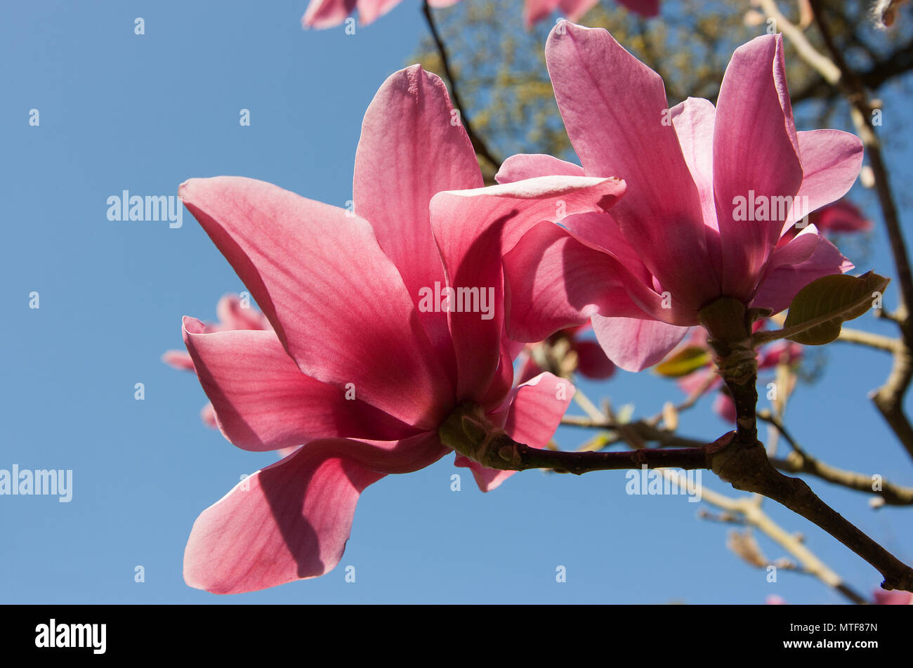 Close up pink magnolia hi-res stock photography and images - Alamy