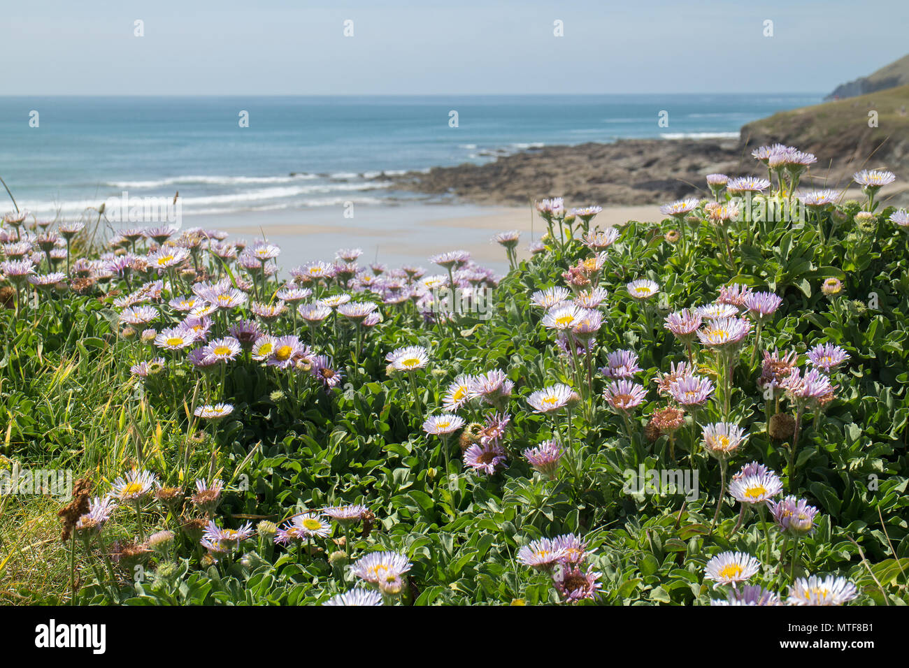 Wild flowers on clifftop overlooking Baby Bay, New Polzeath, North