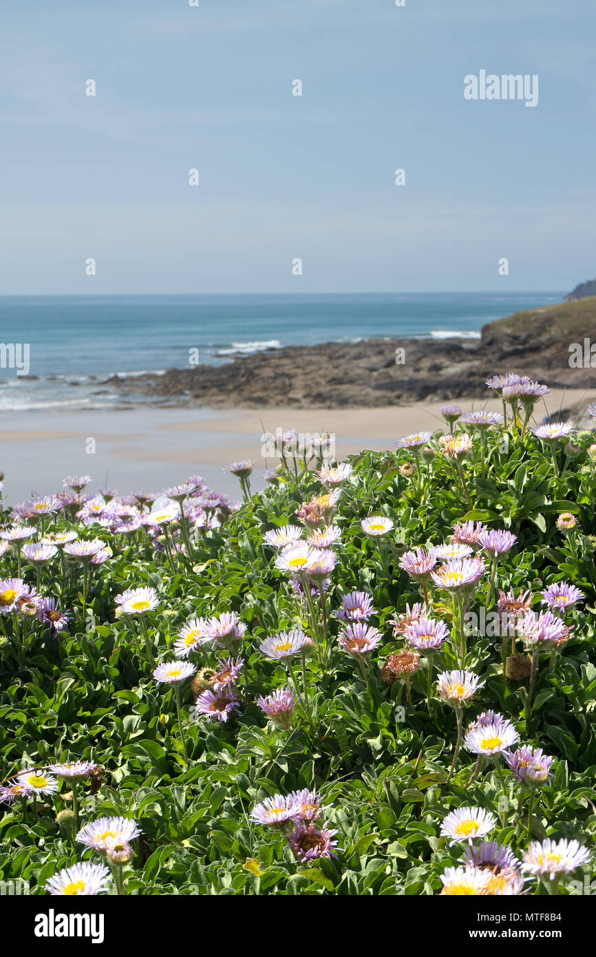 Wild flowers on clifftop overlooking Baby Beach, New Polzeath, North