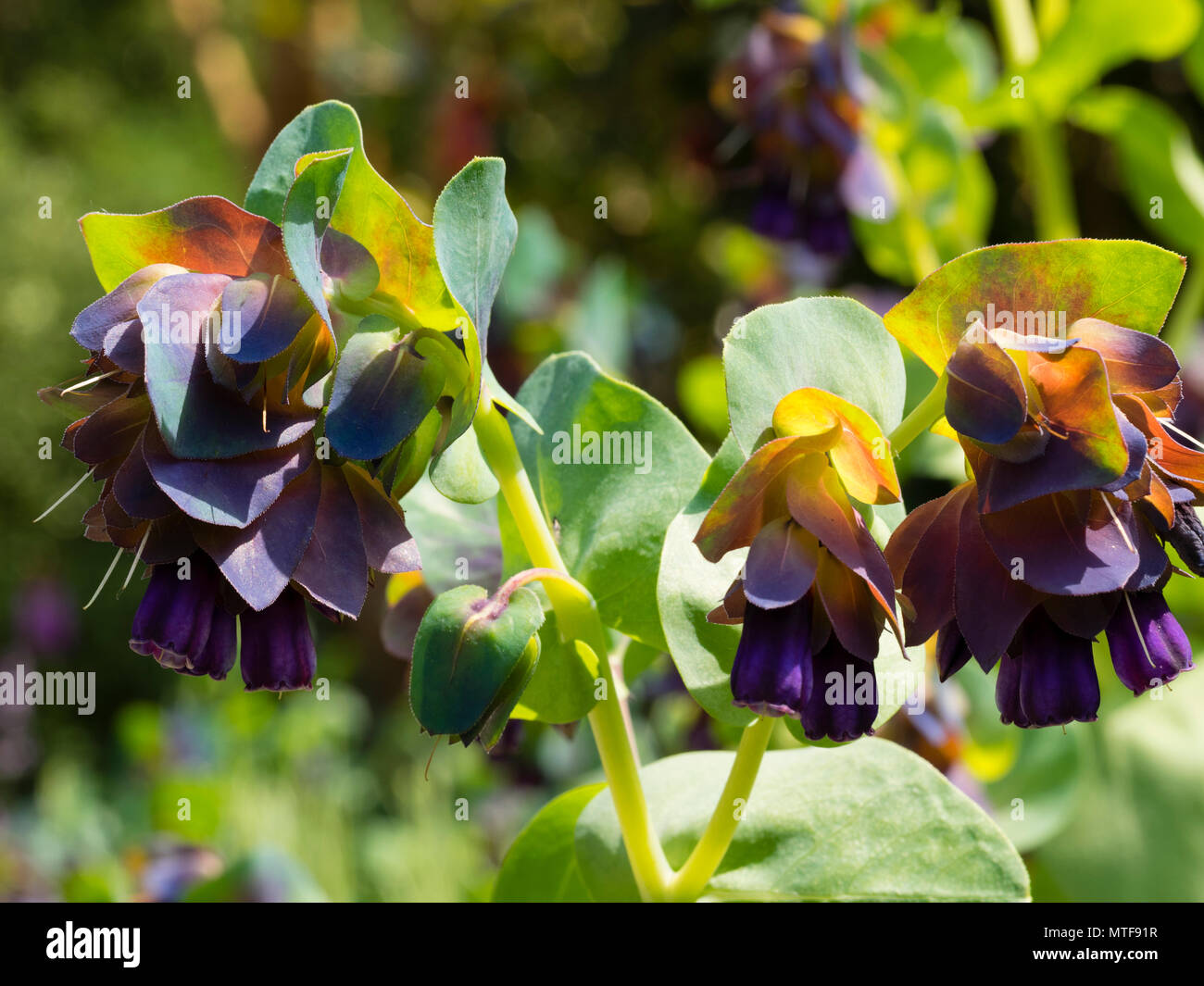 Blue -green foliage, darker bracts and purple flowers of the summer blooming annual Honeywort, Cerinthe major 'Purpurascens' Stock Photo
