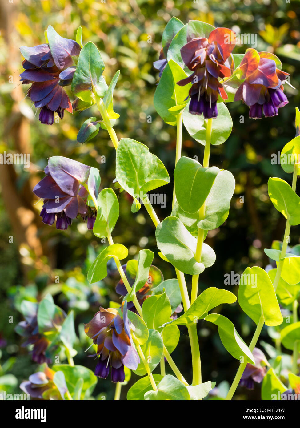 Blue -green foliage, darker bracts and purple flowers of the summer blooming annual Honeywort, Cerinthe major 'Purpurascens' Stock Photo