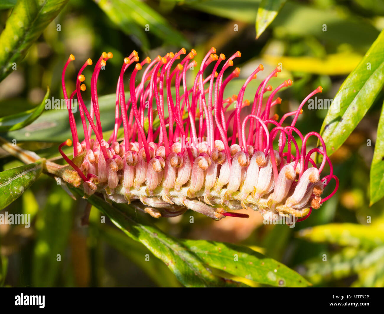 Unusual flowers of the Gully Grevillea, Grevillea barklyana, with prominent red styles, flowering in early summer in the UK Stock Photo