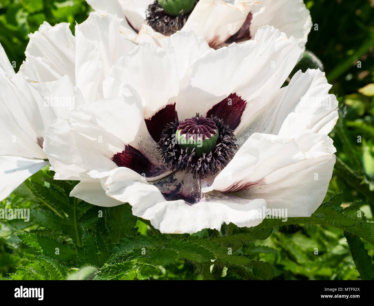 Flamboyant,dark centred white flower of the early summer flowering herbaceous oriental poppy, Papaver orientale 'Royal Wedding' Stock Photo