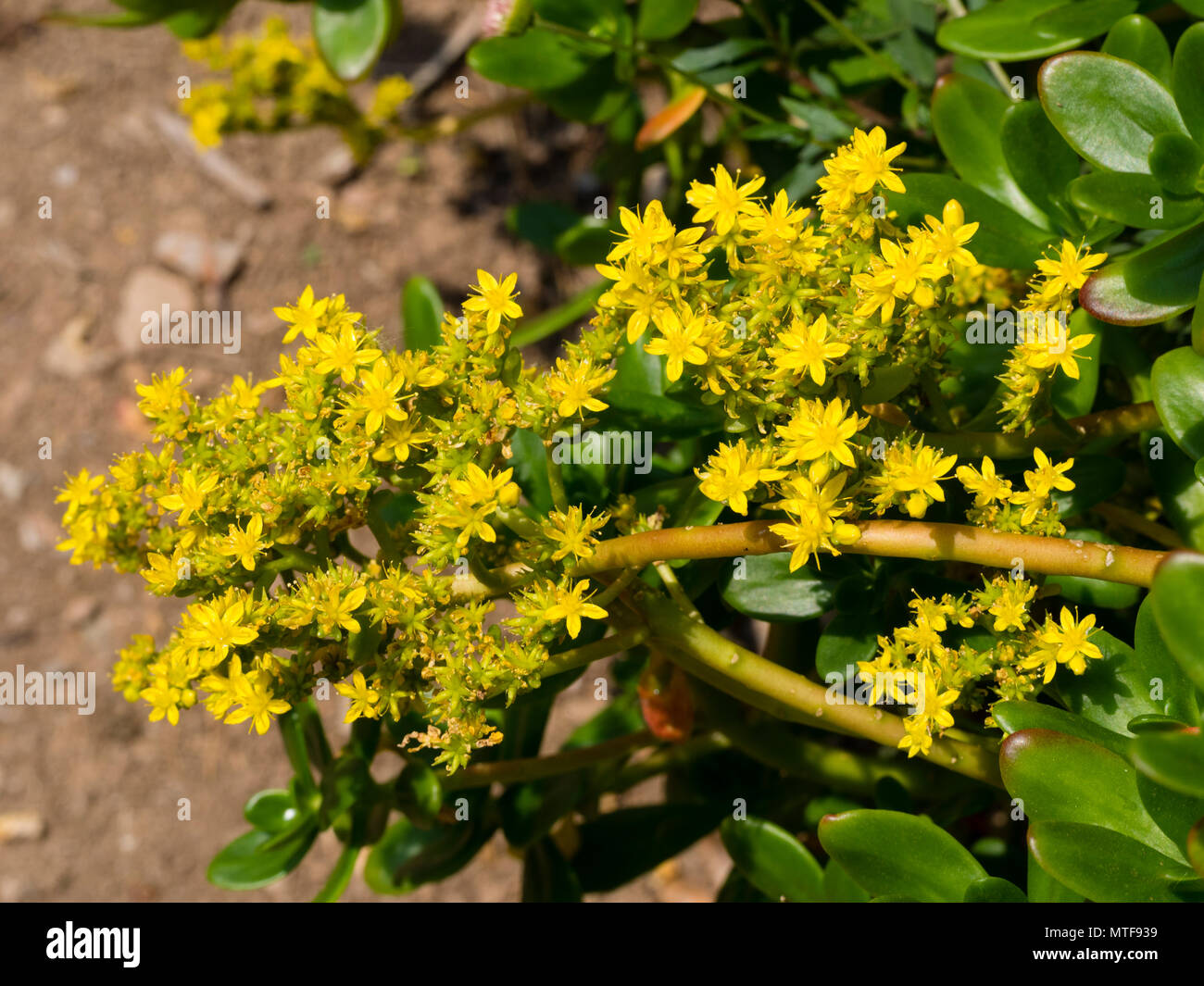Yellow, early summer flowers of the greater Mexican stonecrop, Sedum praealtum, a shrubby,half hardy succulent Stock Photo
