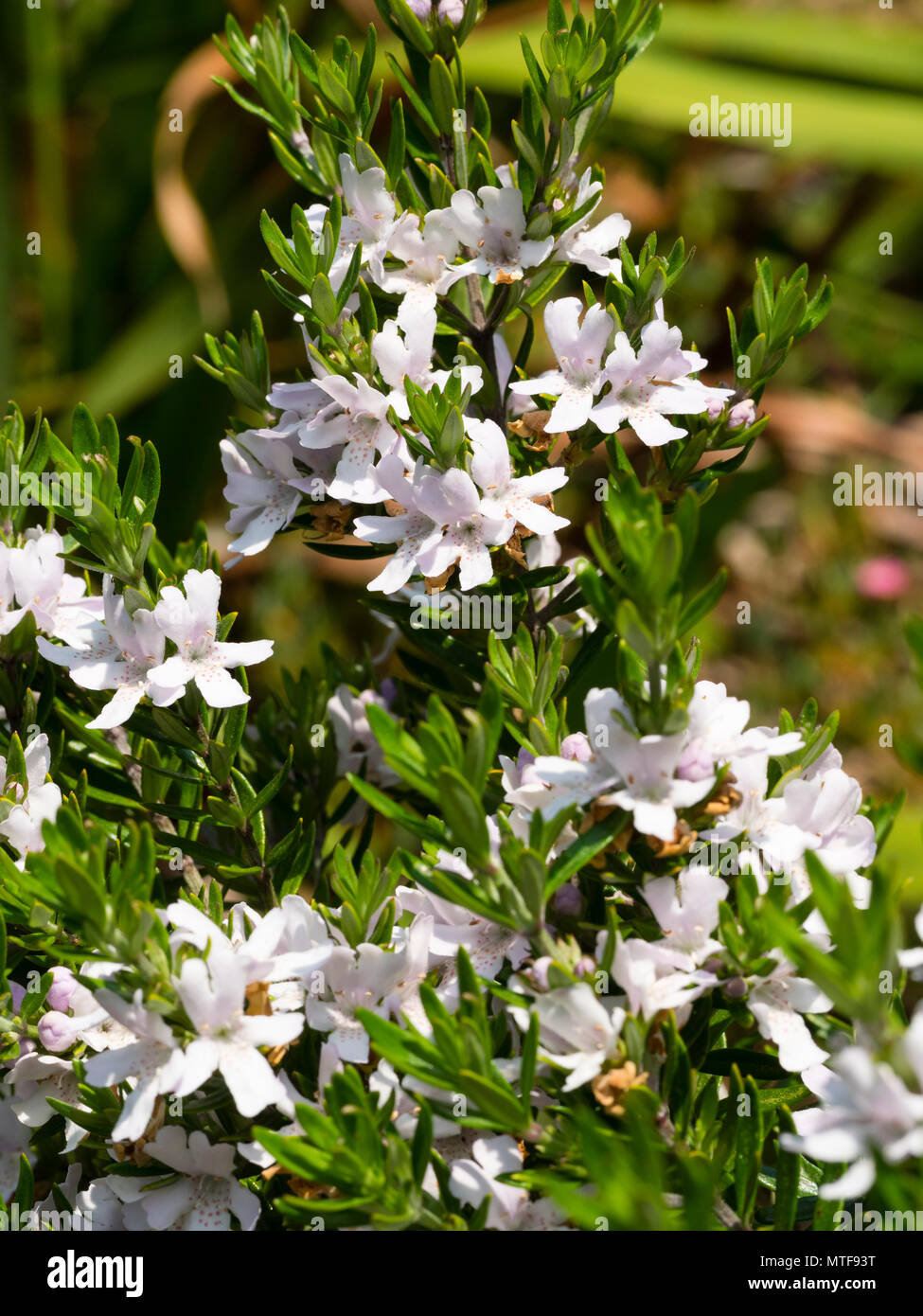 Pink spotted white late Spring flowers of the Eastern Australian evergreen shrub, Westringia fruticosa Stock Photo