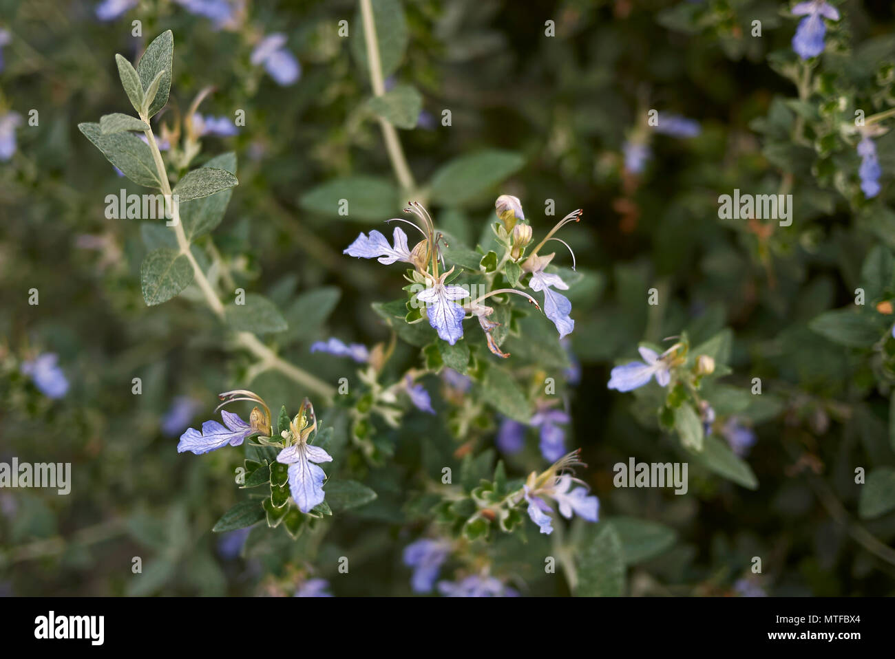 Teucrium fruticans blossom Stock Photo - Alamy