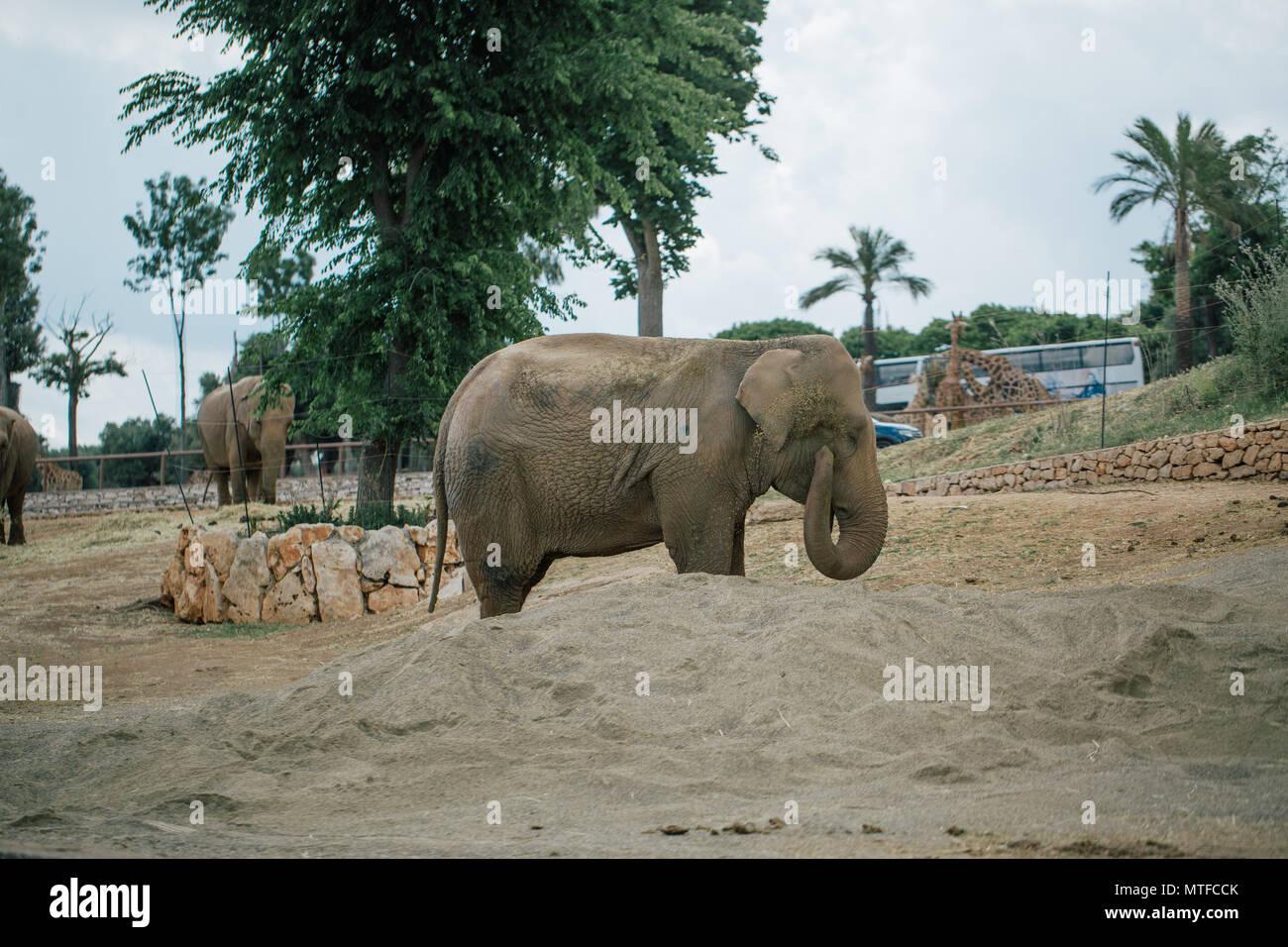 Elephant in Safari zoo Fasano apulia Italy Stock Photo Alamy