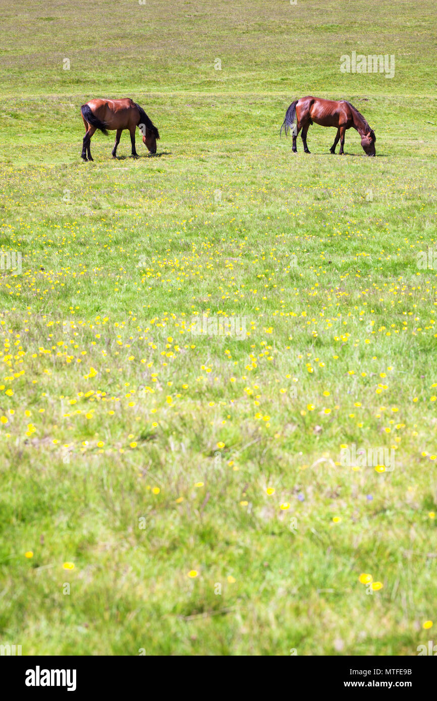 Two horses on a green meadow in the mountains hi-res stock photography ...