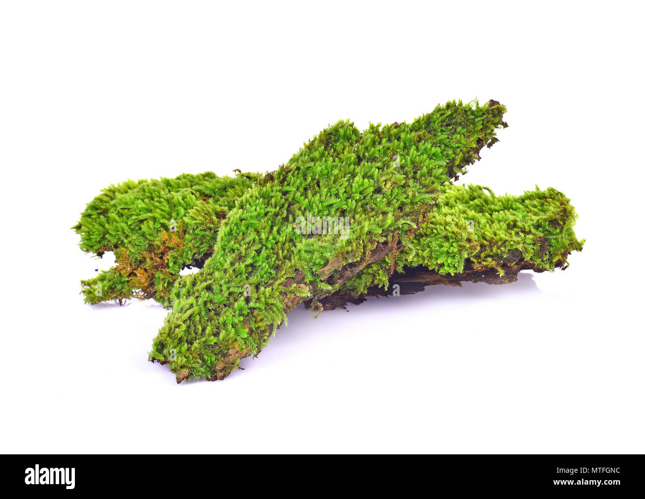 Green moss isolated on white bakground Stock Photo