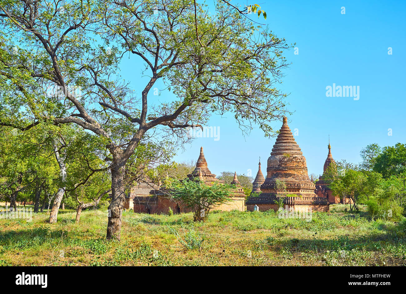 Dry greenery hi-res stock photography and images - Page 15 - Alamy