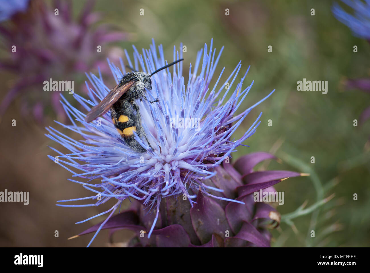 The bee at work completely covered with pollen Stock Photo - Alamy