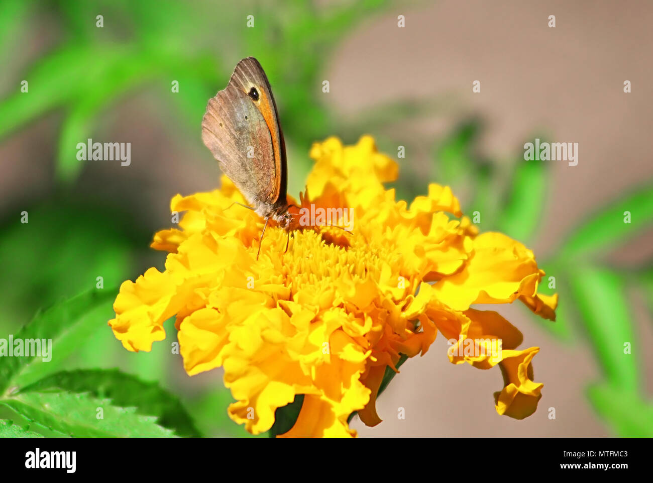 Northern Wall Brown butterfly (Lasiommata petropolitana) on the marigold flower Stock Photo