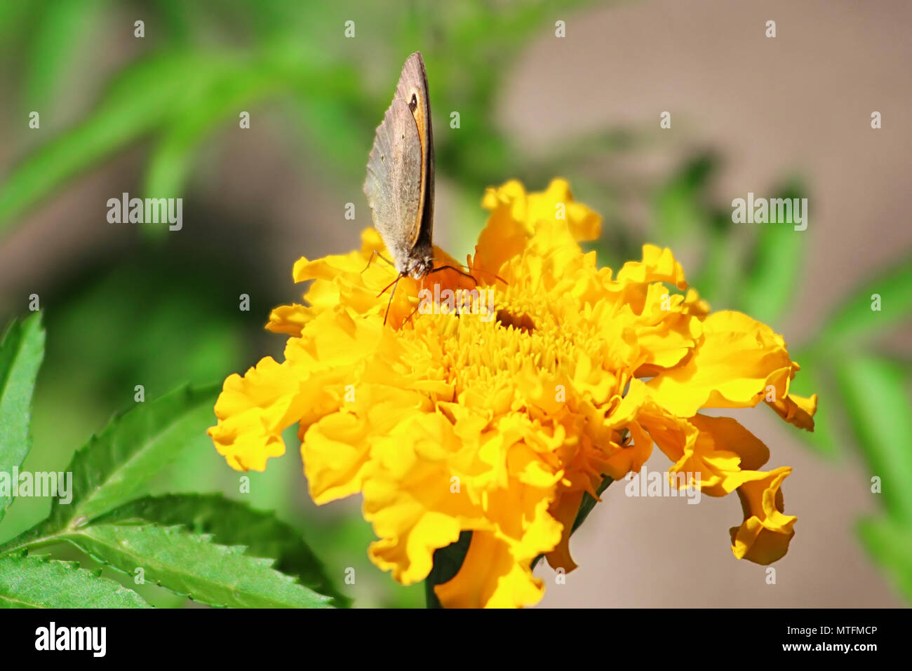 Northern Wall Brown butterfly (Lasiommata petropolitana) on the marigold flower Stock Photo