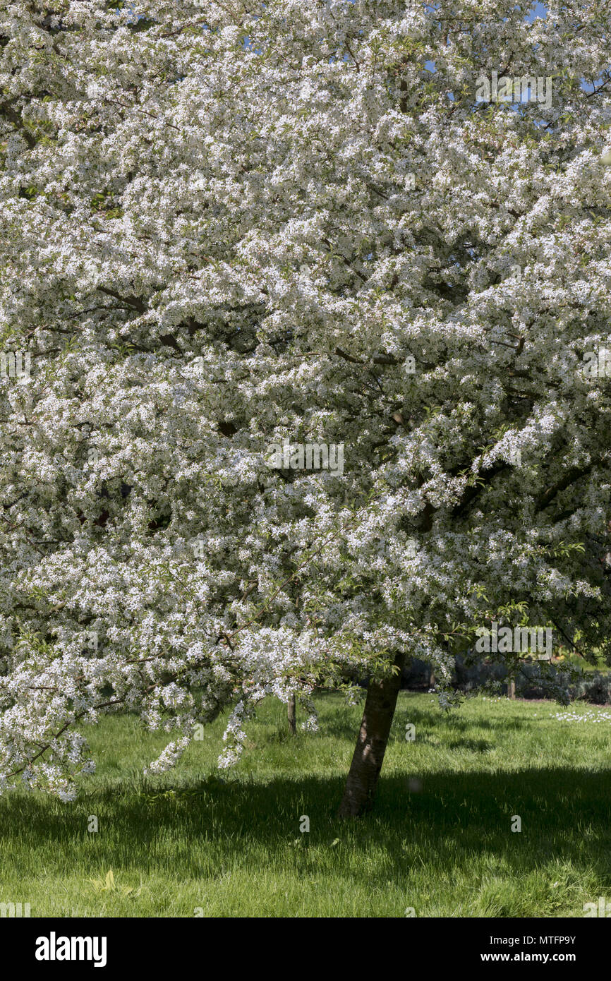 Flowering crabapple trees hires stock photography and images Alamy