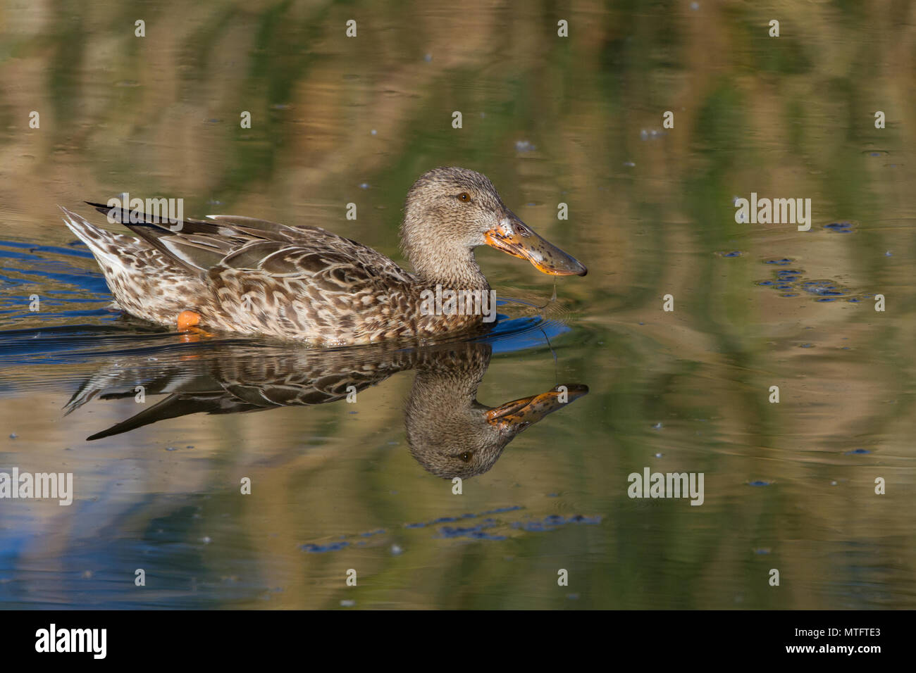 Northern shoveler hen hi-res stock photography and images - Alamy