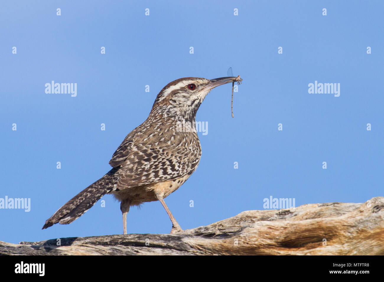 A cactus wren preying on a damsel fly in the Sonoran Desert of Arizona, USA. Stock Photo