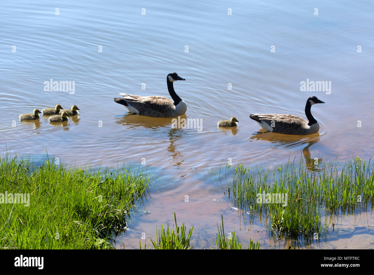 A Canada Goose family in a cove in Orleans, Massachusetts, on Cape Cod Stock Photo