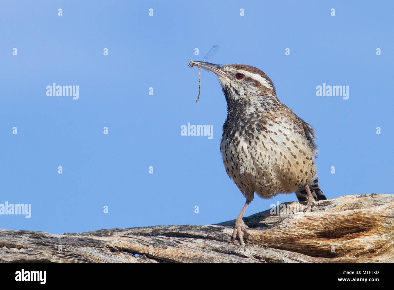 A cactus wren preying on a damsel fly in the Sonoran Desert of Arizona, USA. Stock Photo