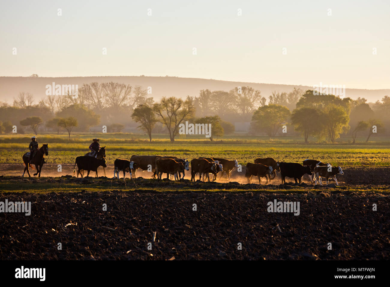 MEXICAN CABALLEROS herd cattle at day break - SAN MIGUEL DE ALLENDE, MEXICO Stock Photo