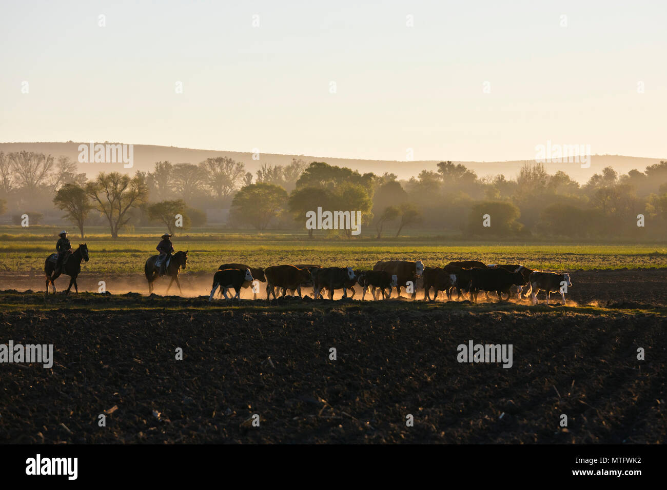 MEXICAN CABALLEROS herd cattle at day break - SAN MIGUEL DE ALLENDE, MEXICO Stock Photo
