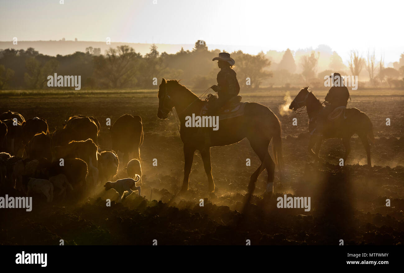 MEXICAN COWBOYS herd sheep and cattle at day break - SAN MIGUEL DE ALLENDE, MEXICO Stock Photo