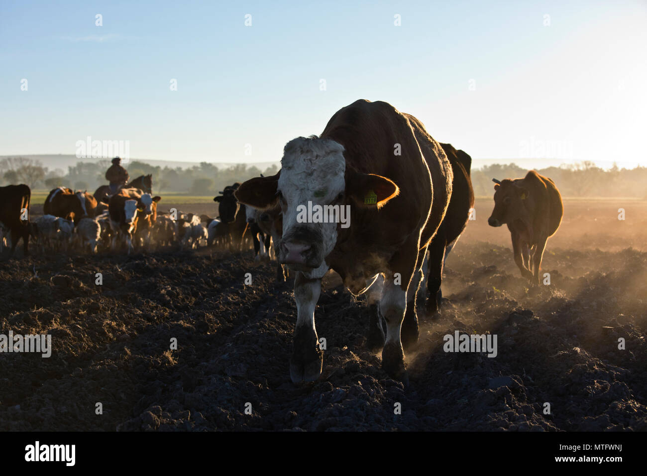 A MEXICAN CABALLERO herds sheep and cattle at day break - SAN MIGUEL DE ALLENDE, MEXICO Stock Photo