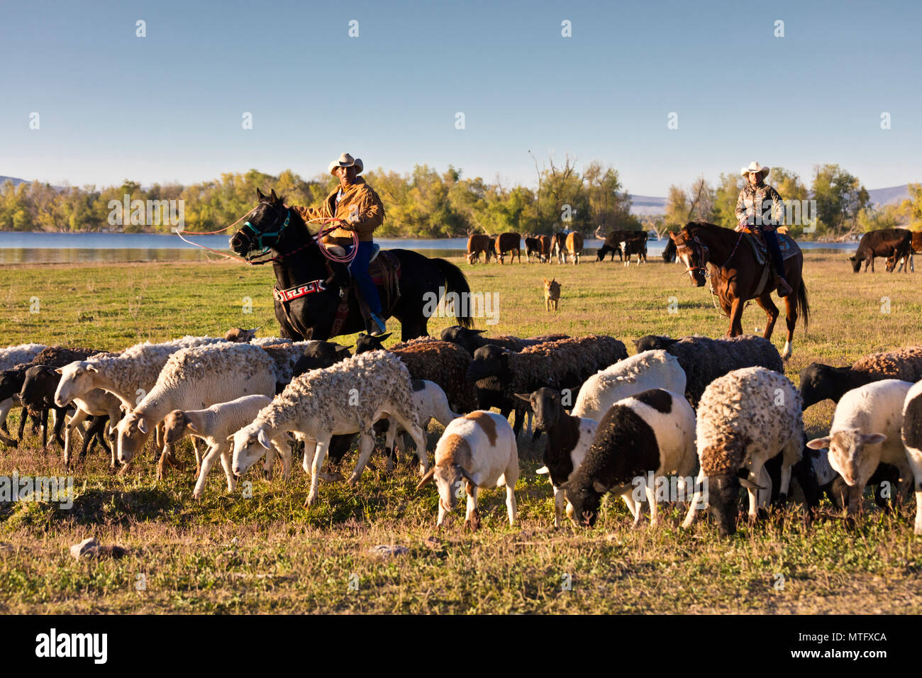A MEXICAN CABALLERO herds sheep and cattle at day break - SAN MIGUEL DE ALLENDE, MEXICO Stock Photo