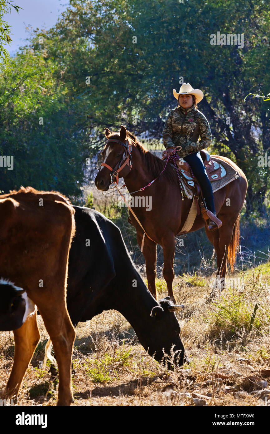 A MEXICAN COWGIRL herding cattle - SAN MIGUEL DE ALLENDE, MEXICO Stock Photo
