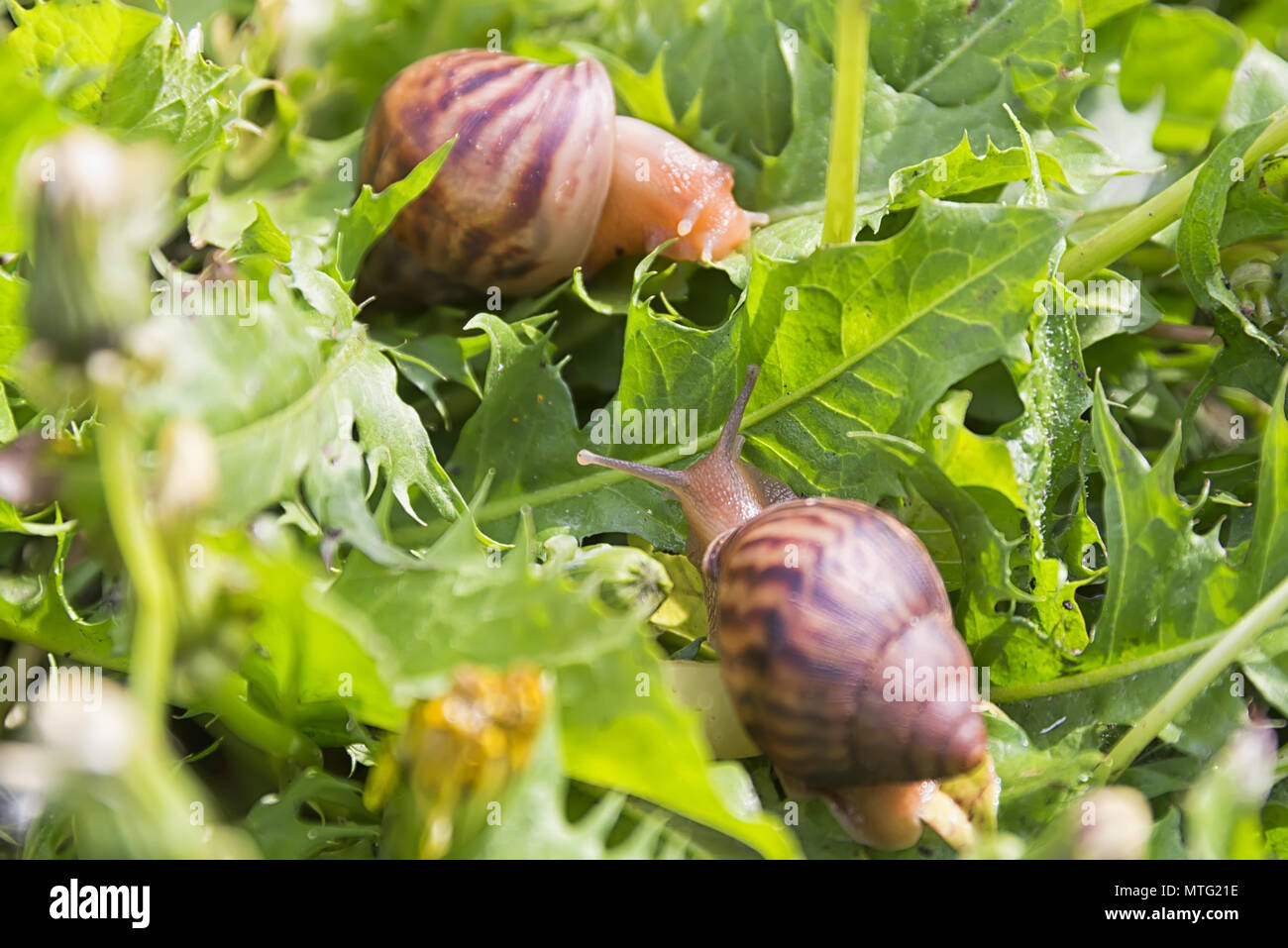 hand snails of ahaatin walk in the grass Stock Photo Alamy
