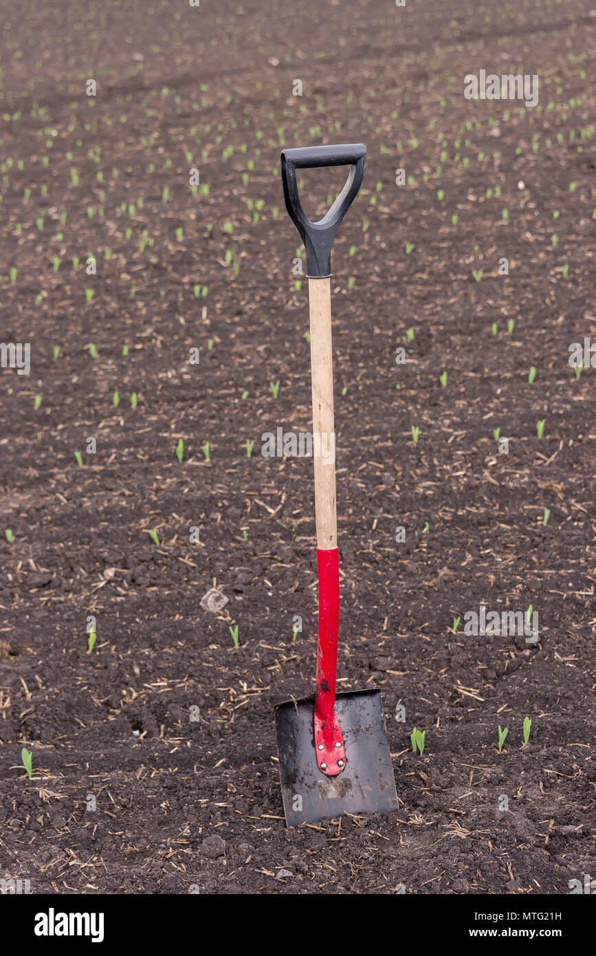 shovel stands in the ground, in the field, during the planting of the