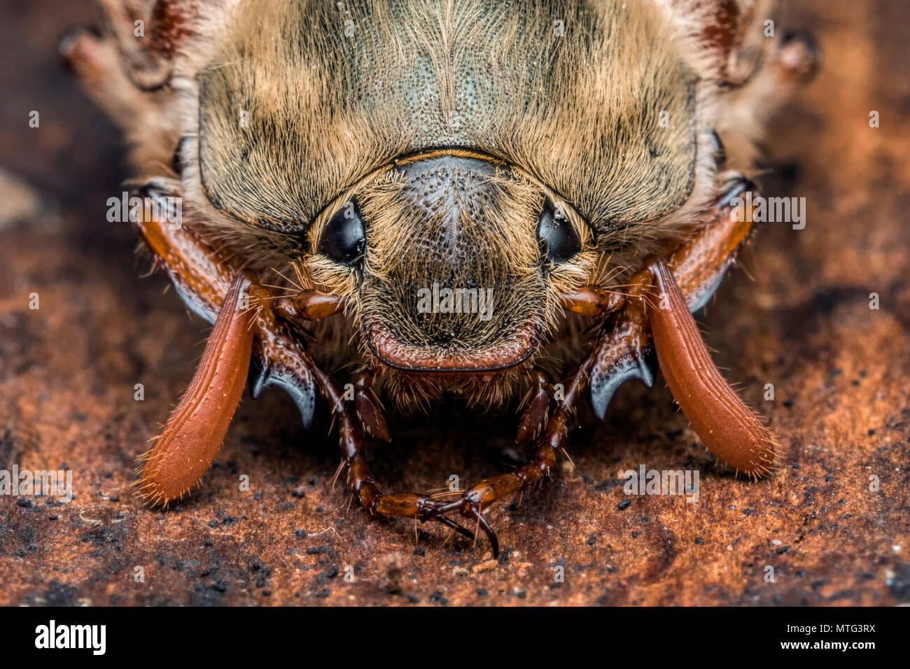 Close up of Cockchafers head (Melolontha melolontha). Tipperary, Ireland Stock Photo