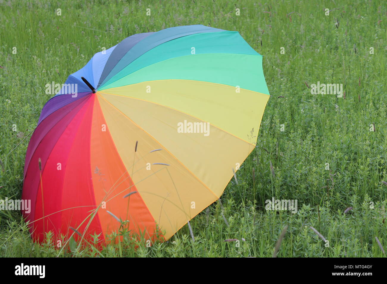 Colorful Rainbow Umbrella over a Green Grass Field. Bright Stock Photo