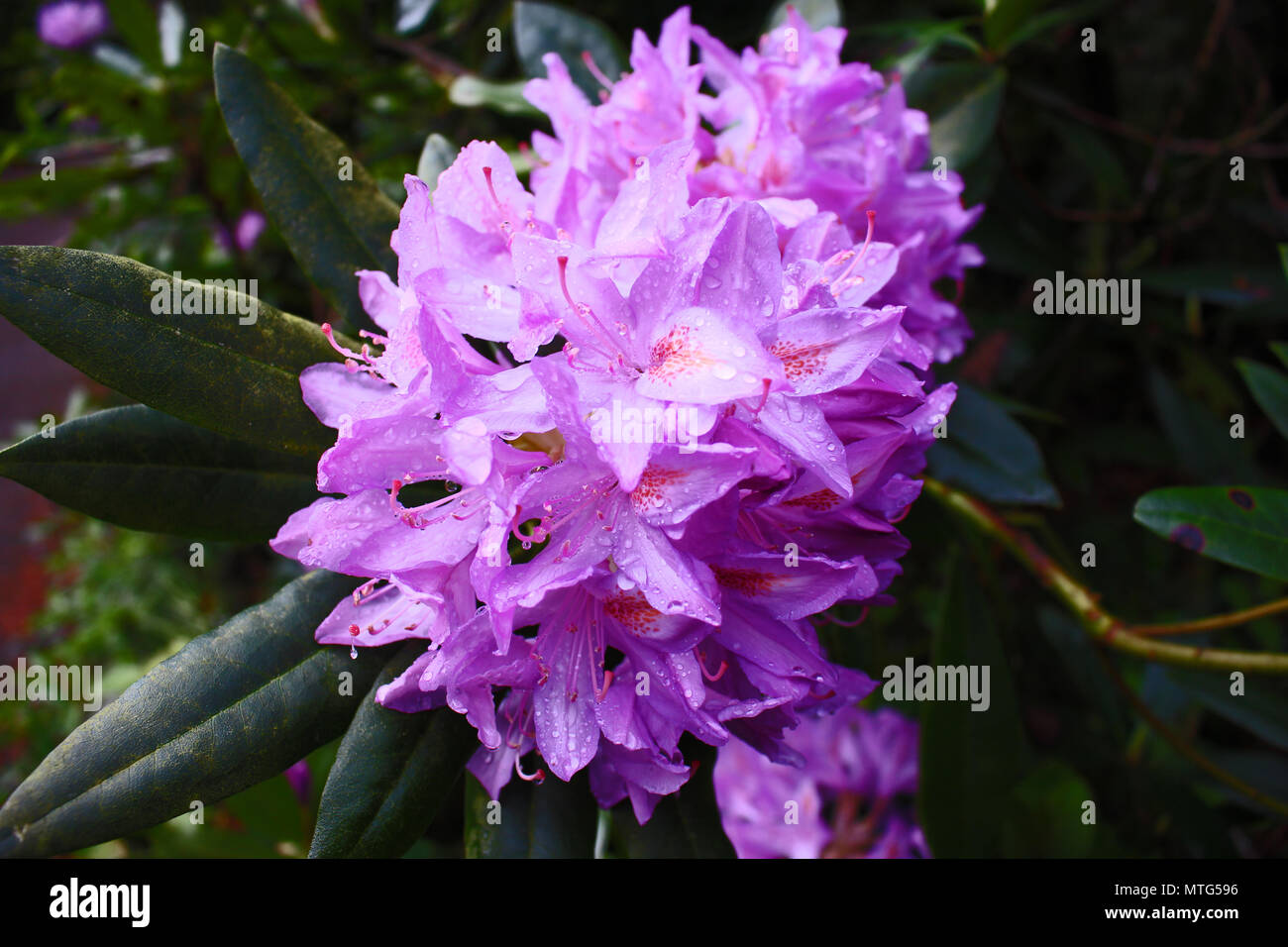 Lavender Rhodesian Lavender rhododendron hi-res stock photography and images - Alamy