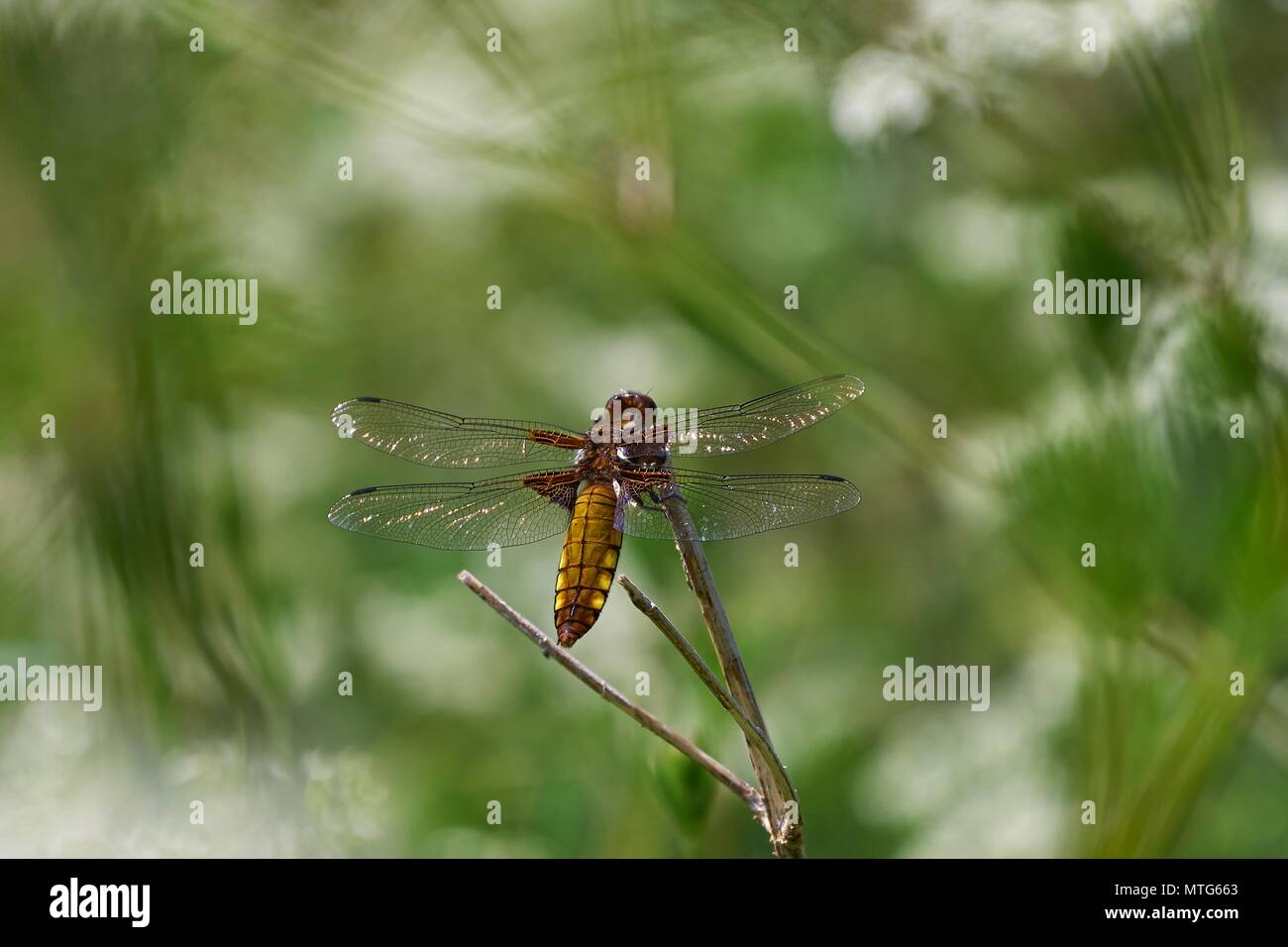 female broad-bodied chaser dragonfly, Libellula depressa in cow parsley, Loynton Moss, Staffordshire Stock Photo