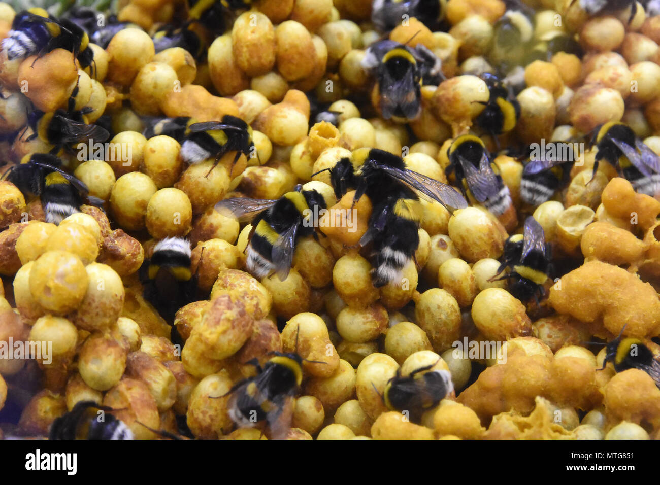 Large Garden Bumble Bee High Resolution Stock Photography and Images