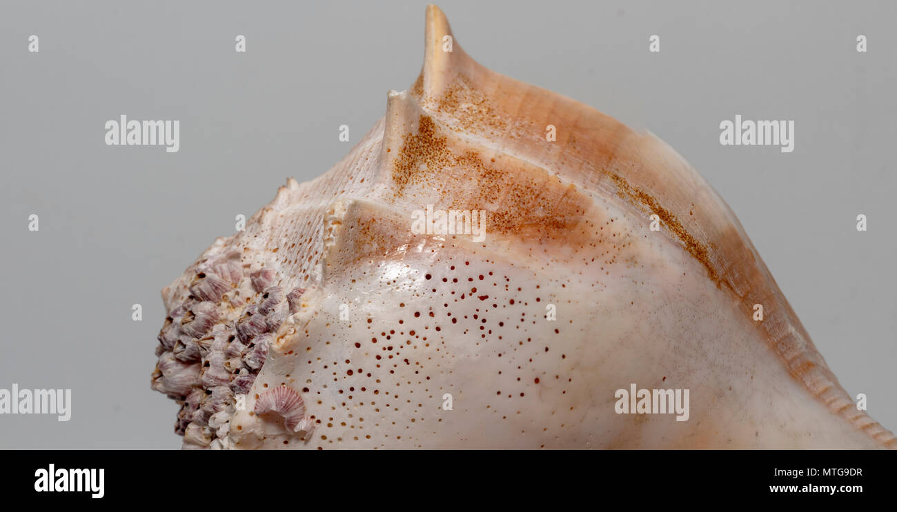 Golden ratio snail hi-res stock photography and images - Alamy