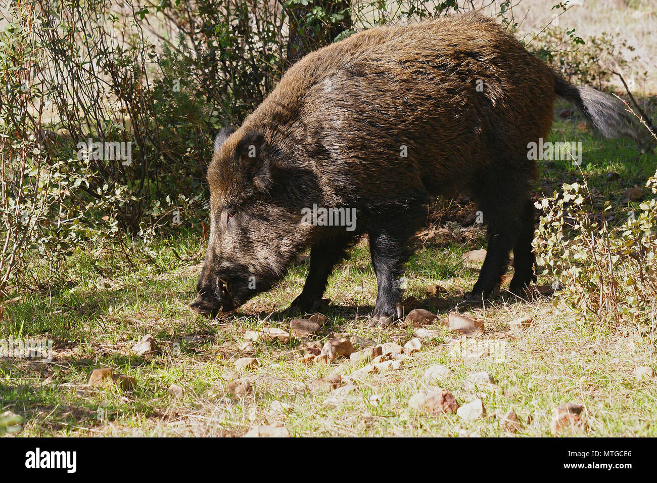 Wild boar (Sus scrofa) in the wild, in Toledo, Spain Stock Photo