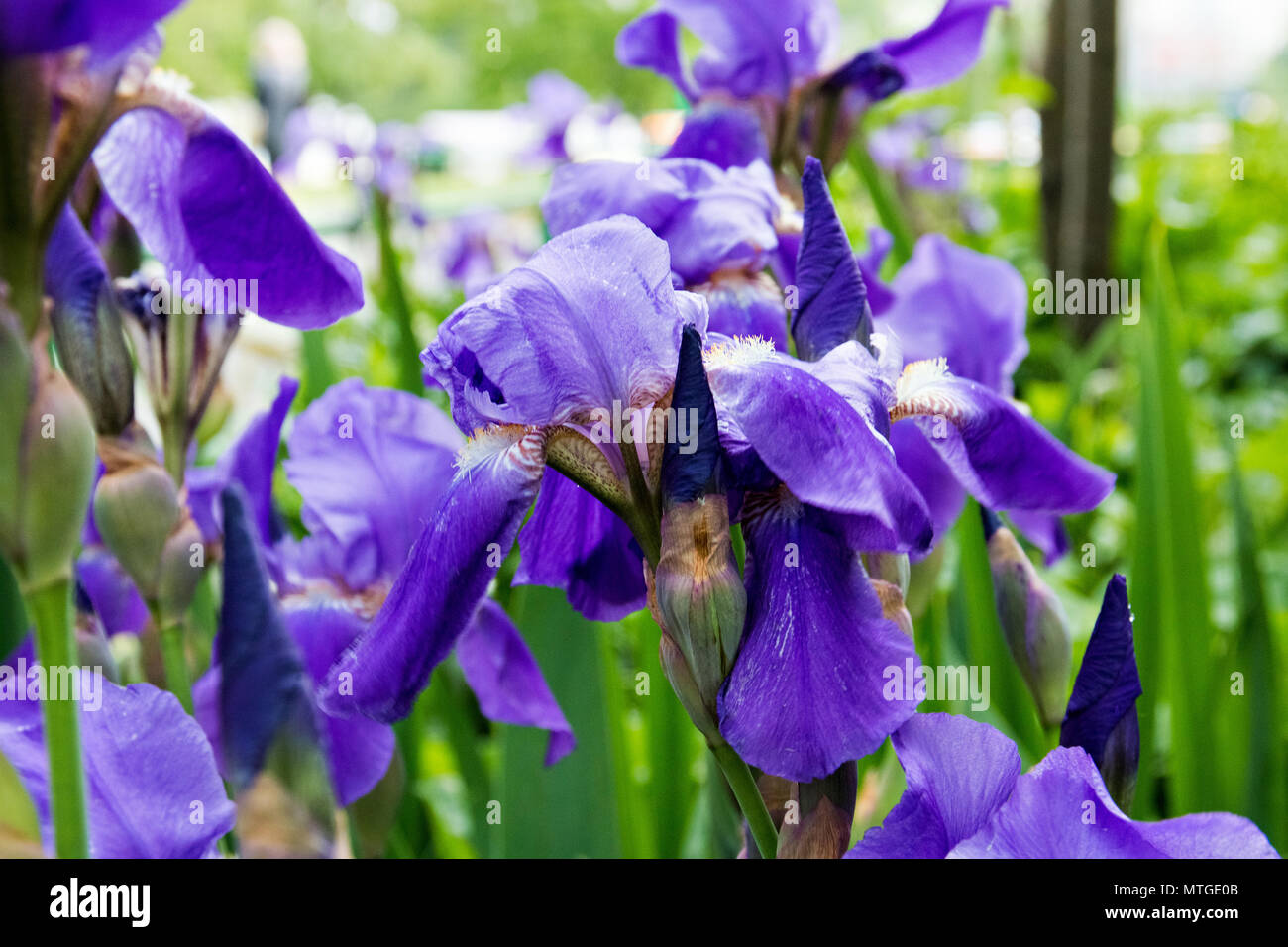 flowerbed violet irises, flowers of iris in the garden, purple iris