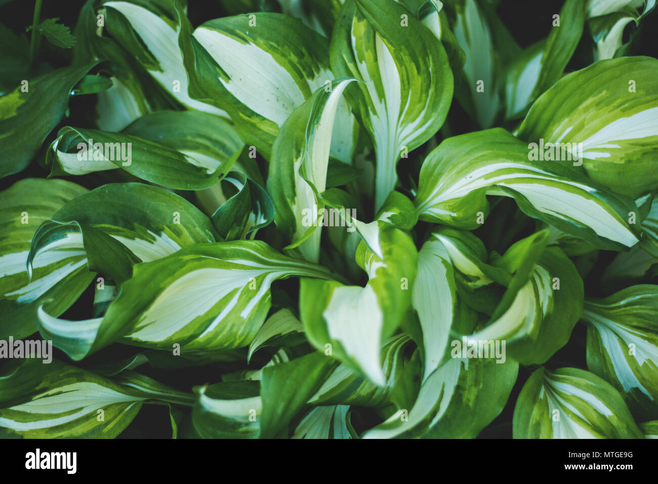 Hosta Undulata Mediovariegata. close-up of bright green leaves. Stock Photo