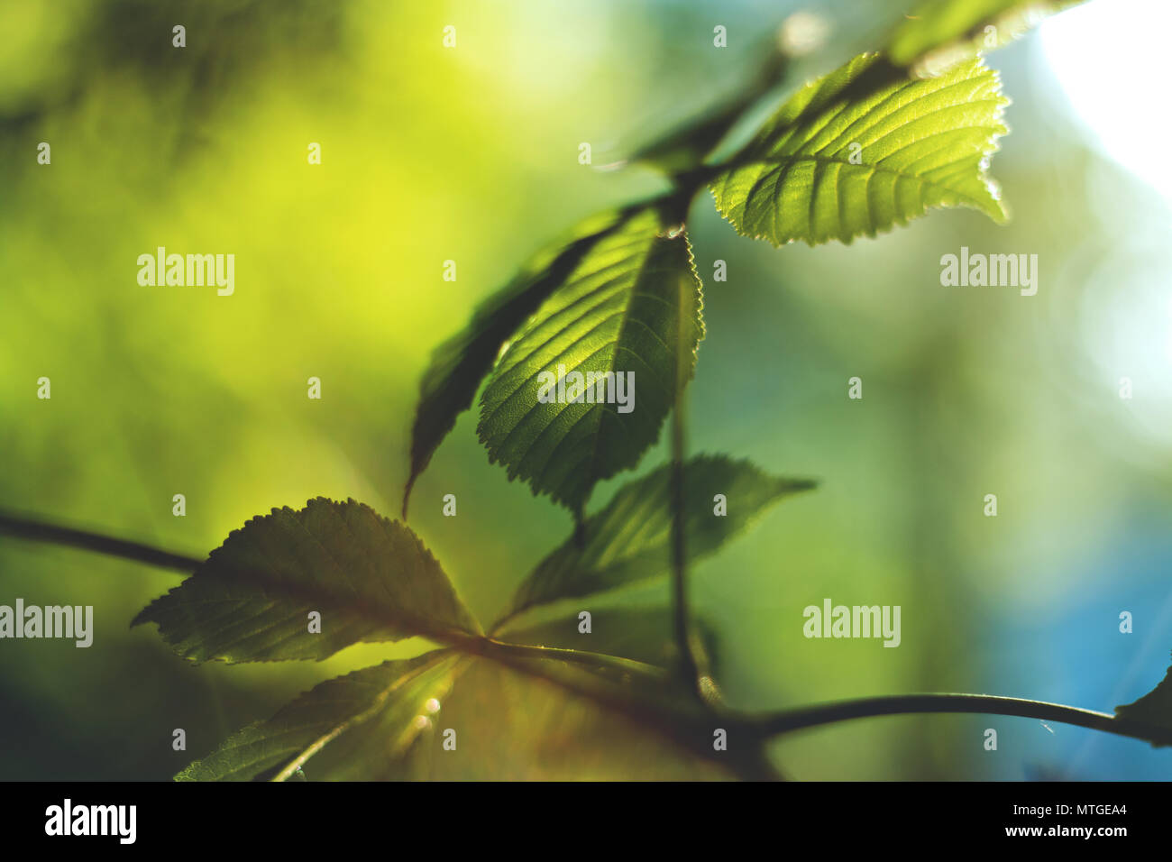 Green Chestnut Leaves in beautiful light. Stock Photo