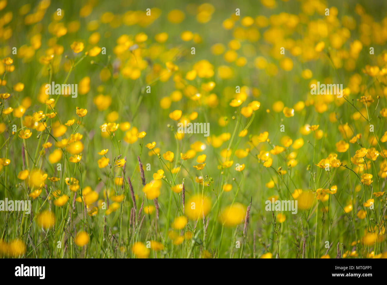 Buttercups reflecting the bright sunshine in long grass, varying focal lengths available Stock Photo