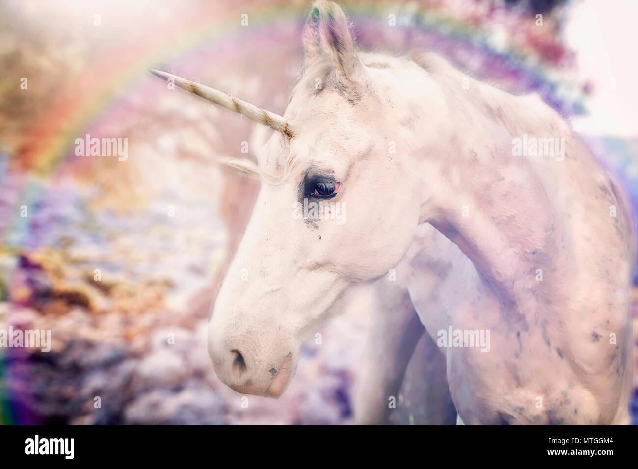 Real unicorn hi-res stock photography and images - Alamy