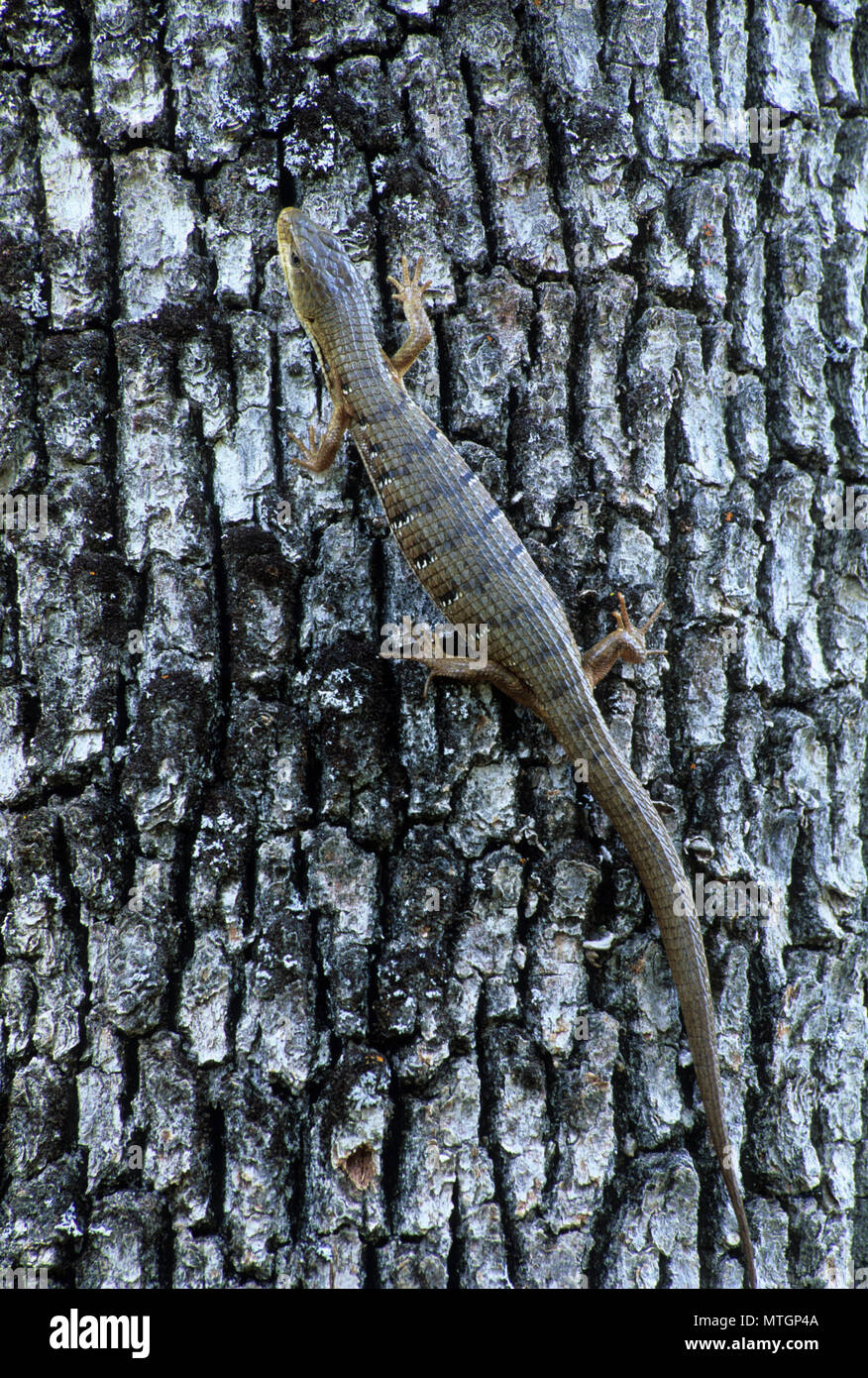Alligator lizard, Klickitat Wildlife Area, Washington Stock Photo