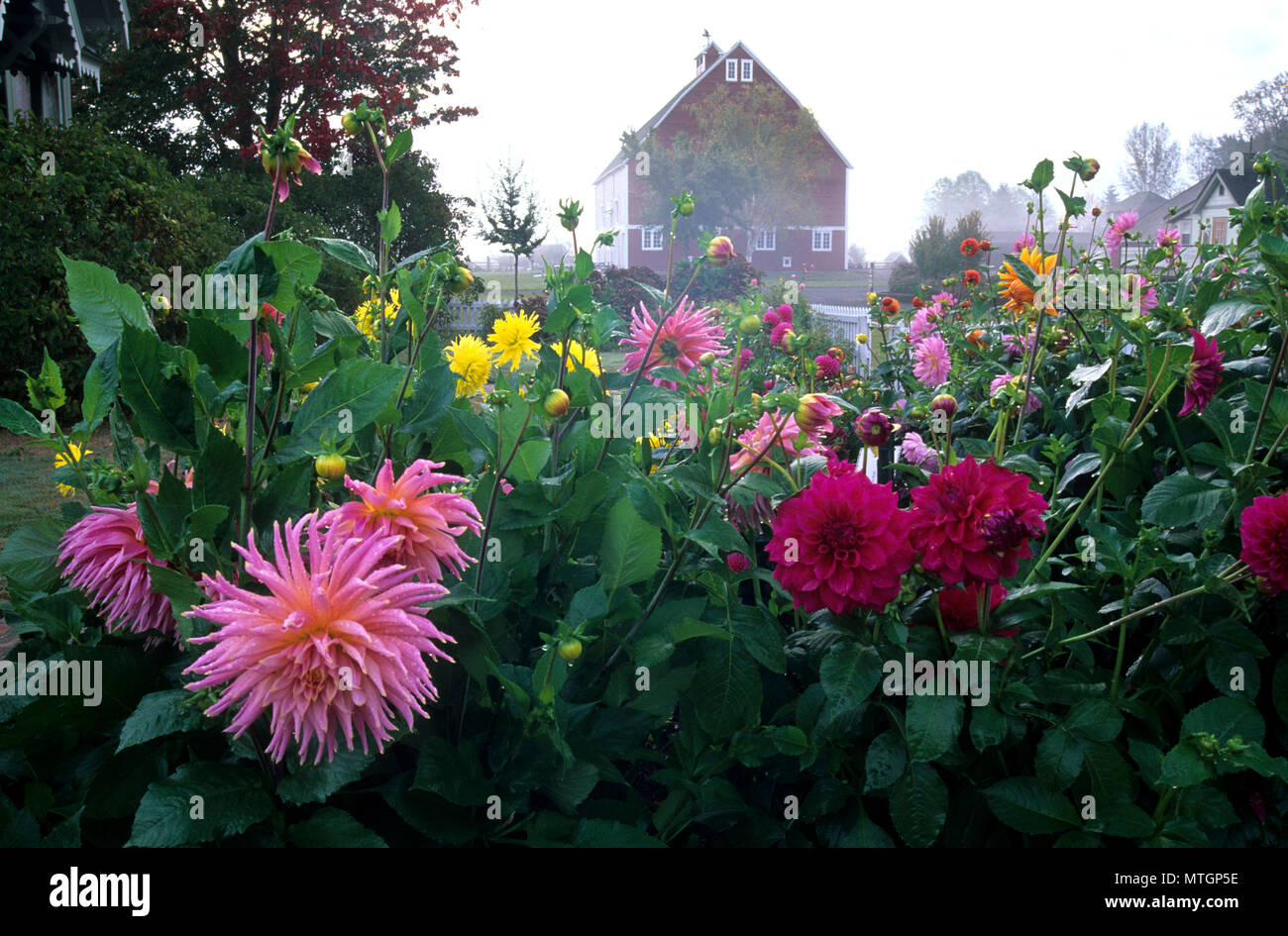Hovander Barn with dahlias, Hovander Homestead County Park, Ferndale