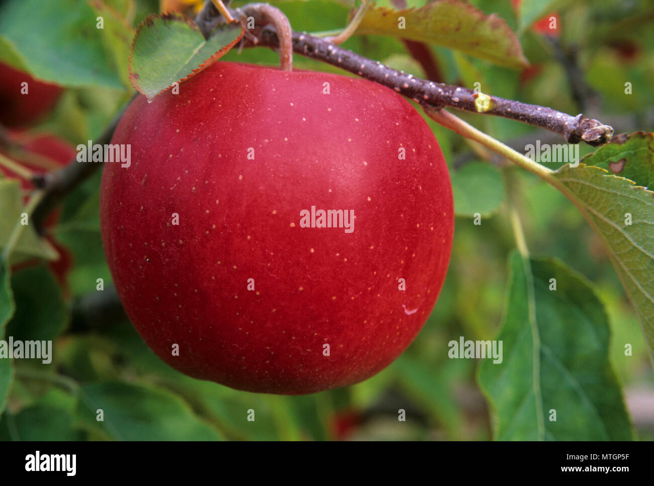 Jonagold upick apple, County, Washington Stock Photo Alamy