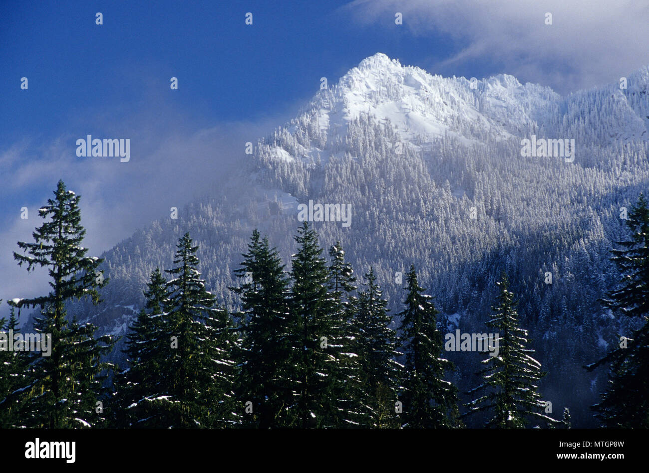Eagle Peak from Longmire, Mt Rainier National Park, Washington Stock Photo